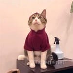 Avatar de Cristian Velázquez